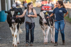 Walking the Cows