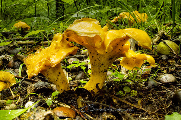Chanterelles photographed by Bill Brokaw