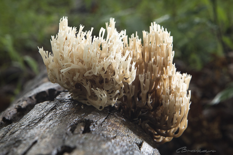 Crown Tip Coral Fungi_Artomyces pyxidata (Clavicorona pyxidata)