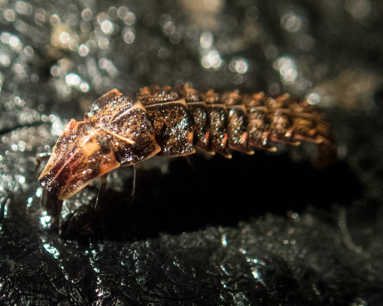 glow-worm-brokaw-photography